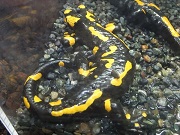 ファイヤーサラマンダ画像