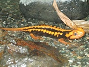 ミナミイビイモリ画像