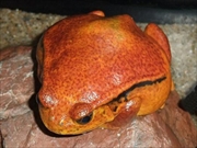 サビトマトガエル画像