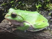 シュレーゲルアマガエル画像