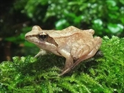 タゴガエル画像