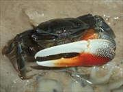 ベニシオマネキ画像