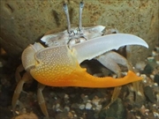 ヒメシオマネキ画像