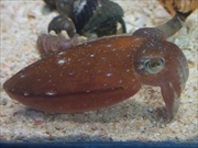 ヒメコウイカ画像