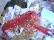 ショウグンエビ画像