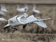 ハクチョウ画像