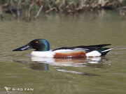 ハシビロガモ画像