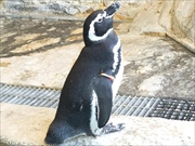 マゼランペンギン画像