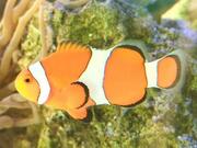 カクレクマノミ画像