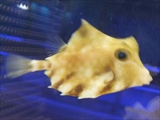 ラクダハコフグ画像