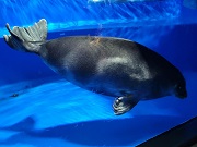 バイカルアザラシ画像