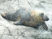 ハイイロアザラシ画像