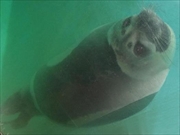 クラカケアザラシ画像