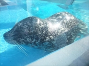 ゼニガタアザラシ